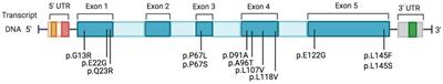 Clinical and molecular features of patients with amyotrophic lateral sclerosis and SOD1 mutations: a monocentric study